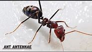 Ant Antennae I How to Do Ant Antennae Work