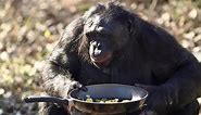 Ape Makes A Fire: Kanzi The Bonobo Makes A Campfire