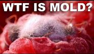 Is Mold On Pizza Really That Bad?