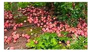Խնձորի բերքահավաք Ամերիկյան ֆարմում , Apple Picking at Homestead Farms Poolesville MD
