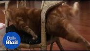 Hilarious moment fat cat gets stuck in a CHAIR!