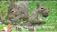 Squirrels Collecting & Hiding their Nuts for Winter I squirrel closeup videos