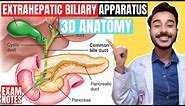 extrahepatic biliary apparatus anatomy 3d | anatomy of extra hepatic biliary apparatus anatomy