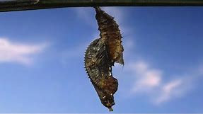 Spectacular Footage of a Butterfly Leaving Its Cocoon