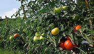 Selecting the Best Tomato Varieties for Your Garden |