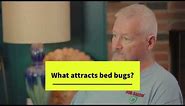 What Kills Bed Bugs Instantly? How long can bed bugs live without food?