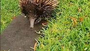 Meet Echidnas : Animal with Deadly Spikes