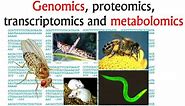 Genomics and proteomics, transcriptomics and metabolomics