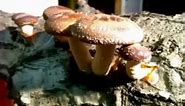 How to grow Shiitake Mushrooms