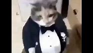 Fat Ass Cat In a Tuxedo