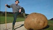 The world's largest potato