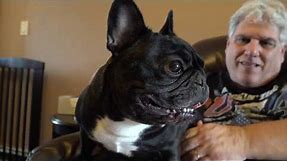 Meet The Breeds: French Bulldog