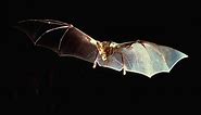 Vampire bat ~ Detailed Information | Photos | Videos