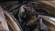 Bat mother breastfeeds her baby. Slow motion