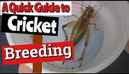 Breeding Crickets: A Quick Guide