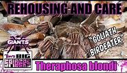 Theraphosa Blondi - "The Goliath Birdeater" Rehouse and Husbandry