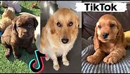 TIK TOKS THAT MAKE YOU GO AAWWW ~ Funny Dogs of TikTok Compilation ~ Cutest Puppies