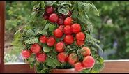 Evo kako da uzgajate čeri paradajiz u saksijama