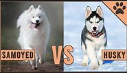 Samoyed vs Husky - Which Dog Is Better For You?