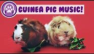 15 Hour Guinea Pig Music! Relaxing pet music to calm your guinea pig