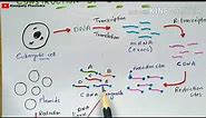 Construction of cDNA library | Synthesis of cDNA | rDNA Technology | Bio science