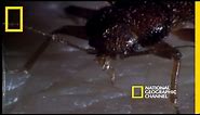 Bed Bugs | National Geographic