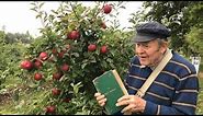How to identify apple varieties