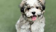 Exclusive Teddy Bear Puppies for Sale | Premier Pups