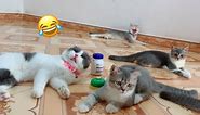 The cat family is so funny 🤪 too cute #53