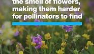 40% of global insect pollinators... - World Economic Forum