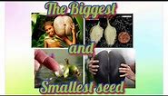 The Biggest and Smallest seeds of the world.