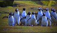Best of Funny Penguins 😊🐧 Funny And Cute Penguins (Full) [Funny Pets]