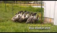 Blue Swedish Duck Breed (Breeder Flock) | Cackle Hatchery