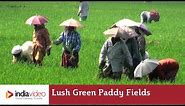 Lush Green Paddy Fields of Kerala | India Video