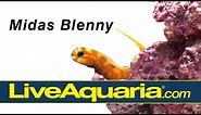 Midas Blenny (Ecsenius midas) | LiveAquaria.com