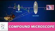 COMPOUND MICROSCOPE