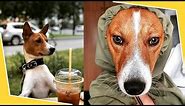 BASENJI 🐕 Watch This Before Getting A Basenji Puppy 🐕 Pros & Cons of the Basenjis Dog Breed Puppies