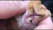 How to trim your rabbits teeth