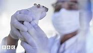 Animal testing: What is it and why are people talking about it?