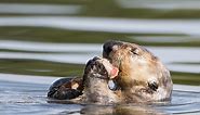 Sea Otters: A Keystone of Kelp - Elakha Alliance