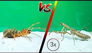 HUGE CAMEL SPIDER VS 3 MANTIS - Powerful Fight