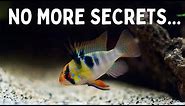 Everything You Should Know Before You Get Ram Cichlids! 7 Tips for Keeping Rams in an Aquarium!