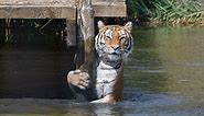 The Biggest Tigers in the World - Discovery UK
