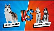 Alaskan Klee Kai or Siberian Huskies? Discover 12 Important Differences