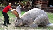 Meet giant 4ft Rabbit Darius | World's Biggest Rabbit 2018 | BIGGEST Rabbit In The World 2018