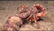 Incredible footage of hermit crab changing shells with anemones!