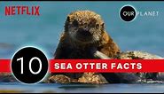 10 Facts That Prove Sea Otters Are The Coolest | Our Planet | Netflix After School