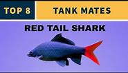 TANK MATES FOR RED TAIL SHARK