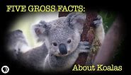 5 Gross Facts About Koalas
