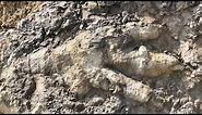 Enormous Dinosaur Footprint Excavation! A Palaeontologists Dream